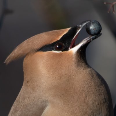 young birder and photographer | she/her