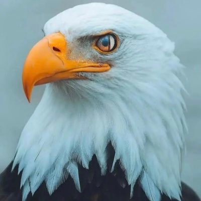 PBowman_'s profile picture. I didn't realize the amount of hate in this country till I joined twitter.....