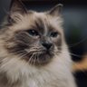 KittyJijiMoon's profile picture. Jiji-Jiraiya Moses Moon. just an 6yr old ragdoll boye, livimg livfe. ☁️ litol sistor @kittyrayamoon + mama iss @fatimamiaow 💕