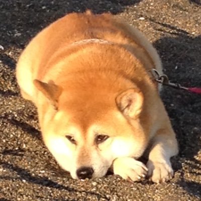 福祉用具貸与事業所で福祉用具専門相談員として日々奮闘しています。 福祉用具専門相談員・福祉用具プランナー・住環境コーディネーター2級・ホームヘルパー2級・可搬型昇降機安全指導員の資格を習得。無言フォロー失礼します。