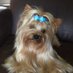 FURBABY MOM (@annieburg61) Twitter profile photo FURBABY MOM (@annieburg61) Twitter profile photo