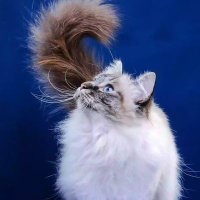 Aku Manusia (@russakutub) 's Twitter Profile Photo