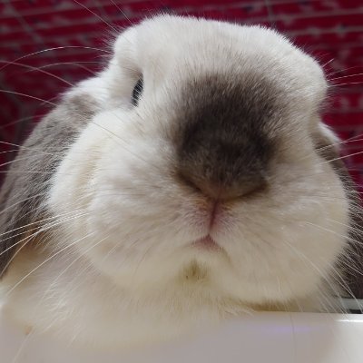 gzhang_'s profile picture.