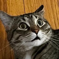 Takumi (is on BlueSky!) (@takumithecat) 's Twitter Profile Photo Takumi (is on BlueSky!) (@takumithecat) 's Twitter Profile Photo