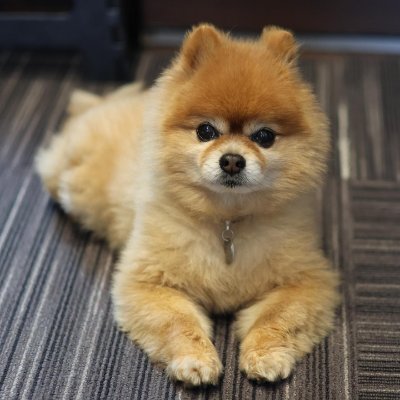 Maxchan22870315's profile picture. こんにちは、マックスちゃんです。 コーギーの子犬#サモエド#コーギーの子犬が好きで犬好きな方とコミュニケーションをとりたいです。 フォローしていいね！