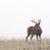 Outdoorsman show (@huntproducts) Twitter profile photo Outdoorsman show (@huntproducts) Twitter profile photo