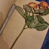 هُدوء ...☆ (@cc____50) 's Twitter Profile