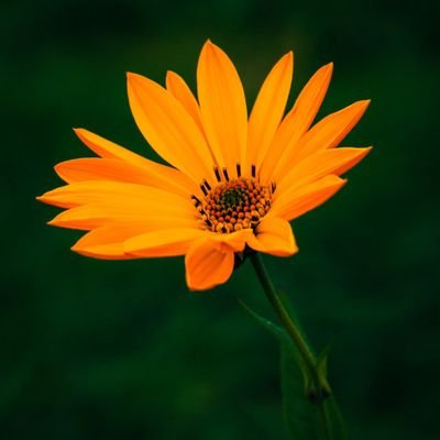 varun669's profile picture. 