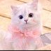 Niuniu | Fuelet Tabi 🟧❤️ WELL3 (@tngguto2) Twitter profile photo Niuniu | Fuelet Tabi 🟧❤️ WELL3 (@tngguto2) Twitter profile photo