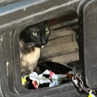 hemogobliin's profile picture. i live from saturday to saturday
she/her