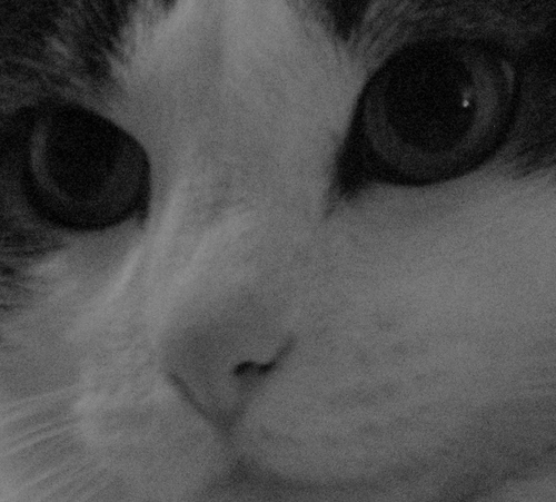 BigSouthernCat Profile Picture