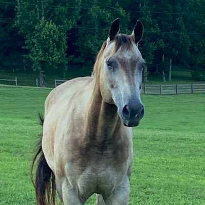 ToddVillari's profile picture. Christian, Husband, Father, Patriot