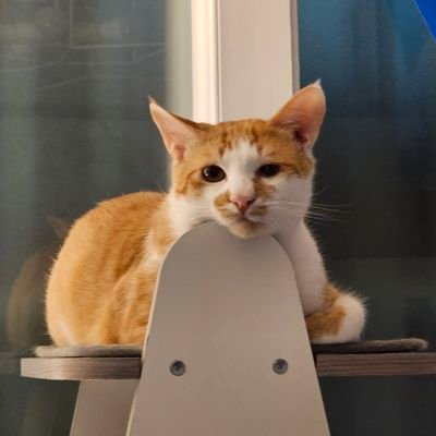 JACKJACK1917's profile picture. 웅이둥이파파입니다