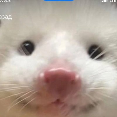 TanyaFinch19's profile picture. 5 Seconds Of Summer are my heroеs 🍑