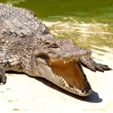 Caimanaco78's profile picture. 