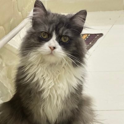 rwhalhyah095's profile picture. 