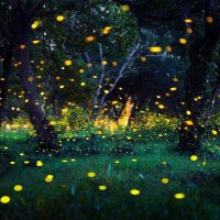 𝕶ﾐﾖｼ🦌𝕽𝕰𝕴 (@hotarunopiipi) 's Twitter Profile