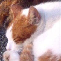 ぽにずむ (@ponizm) 's Twitter Profile