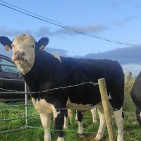 Galway farm(@galwayfarm) 's Twitter Profile Photo