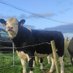 Galway farm (@galwayfarm) Twitter profile photo Galway farm (@galwayfarm) Twitter profile photo