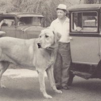 beasts of yore (@beastsofyore) 's Twitter Profile
