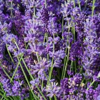 Cornish Lavender (@cornishlavender) 's Twitter Profile