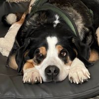 Eli (@big_swissy) 's Twitter Profile