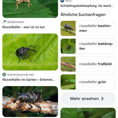 Ruesselkafer's profile picture. 