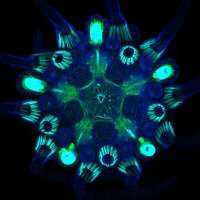 EvoInSiDe (@evoinside_lab) 's Twitter Profile