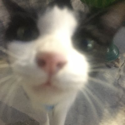 neko