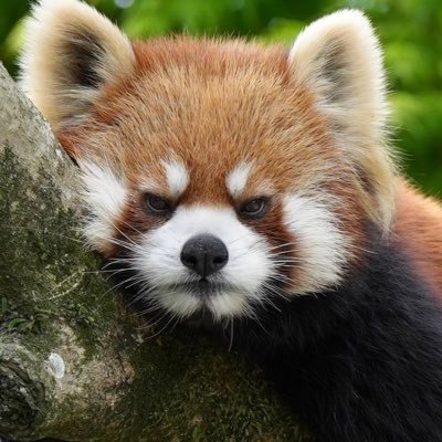 Chipong_paknon's profile picture. 