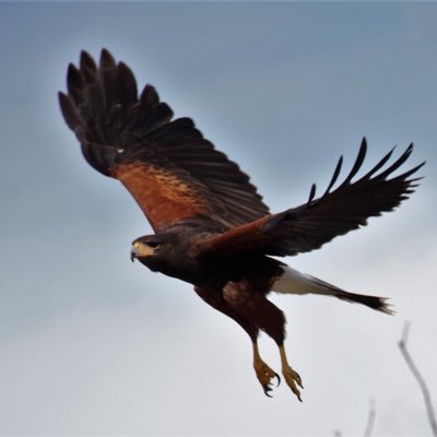 Feige105's profile picture. 