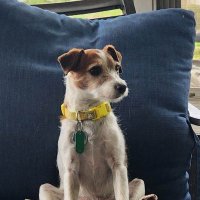 Dogcatpig (@chriskross32) 's Twitter Profile