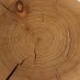 Association for Tree-Ring Research (@TreeRingATR) Twitter profile photo