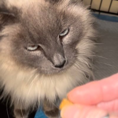 FearlessRight16's profile picture. #WarRoomPosse #Trumpish 🚫NO DMs!