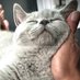 Mia the cat (@miathegreycat) Twitter profile photo Mia the cat (@miathegreycat) Twitter profile photo