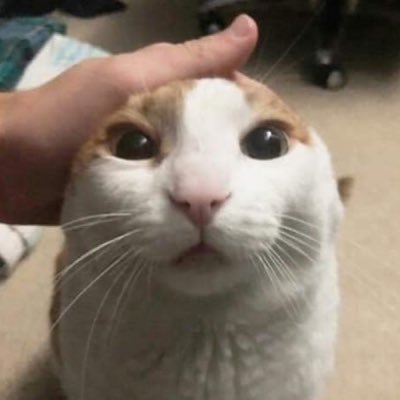 hello this is a dump account for cat shitposts!!! WOW!!!

i own NO content unless said otherwise.
(you can comment for submissions, dumb twitter blue)
