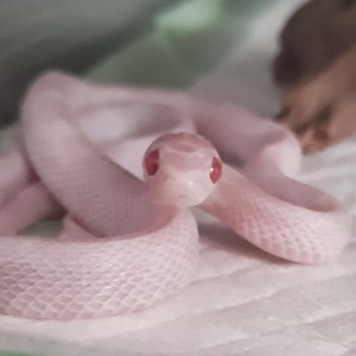 ヘビの正面顔愛し隊隊長/おへびグッズ屋「Frontal☆Face」やってます/コーンスネーク ブリザード♀ シュエ、ブラッドレッドhetパイサイド♀フゥオ/ボールパイソン スーパーファイア♀ ネジュ/ブラジルレインボーボア♀ イリス/うさぎホーランドロップ ブルーアイドホワイト♀ リッカ/