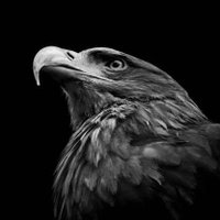 Powerful Eagle(@PowerfulEagle01) 's Twitter Profile Photo