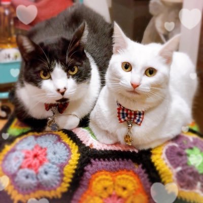 猫🐈しか勝たん。猫2匹(元拾い猫ハチワレ&譲渡会からのご縁🧵白猫)と住まわせてもらってます🏠😊←気ままにのんびり、🐈達との暮らしや、好きなことをのんびり呟いていきます✨よろしくお願いします！無言フォロー失礼します💦🙇‍♀️