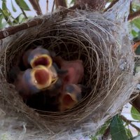 Javad Rahimian, PhD (@jxrahimian) 's Twitter Profile