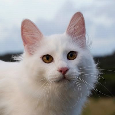 LucyUsagimodoki's profile picture. また髪を染めますね～