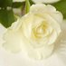 Rose (@wolfwwolf1) Twitter profile photo Rose (@wolfwwolf1) Twitter profile photo