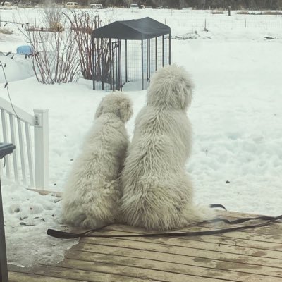 aaronpalmer's profile picture. Husband, Dad, & recently minted Grand-dude/PopPop. sales in Central Europe, goats and chickens in Idaho. LIFE