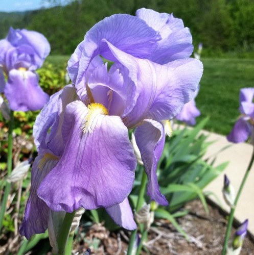 michele_brooks's profile picture. wife, mom, Christian