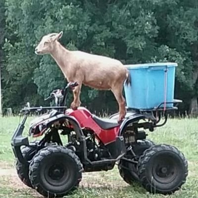BarefootGoat's profile picture. 