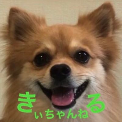 ポメラニアンとチワワのミックス犬、ポメチワ「きぃ太」のYouTube 「きぃちゃんねる」です。 わんちゃんのYouTubeをやってる方とつながりたいと思ってるので、是非気軽にメッセージをいただければありがたいです😉#チワワ党