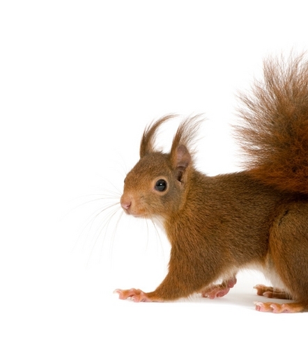 donodotcom's profile picture. 🇳🇿🏏🏒💻🍺