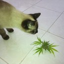 José oramas - @Igu041 - Twitter