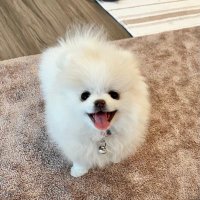 Teacup Pomeranian mochi🐻‍❄️🇺🇸(@mochi_TeacupPom) 's Twitter Profile Photo